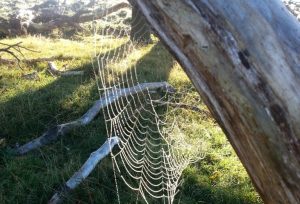 Neurologiske sygdomme behandling, spiderweb